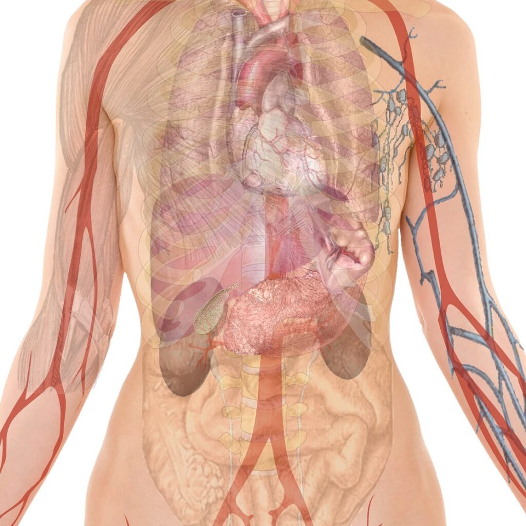 Kropp i genomskärning där man ser de inre organen